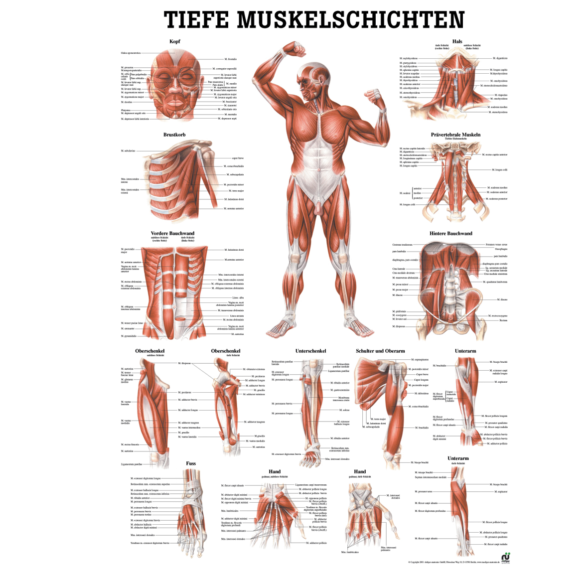 Anatomische Lehrtafel "Tiefe Muskelschichten - Front 34 x 24"